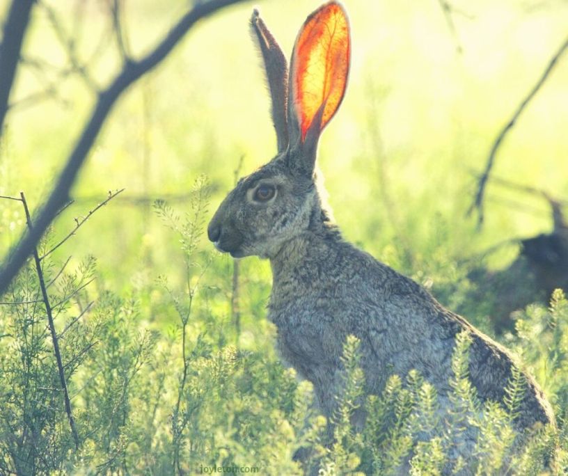 hare - grasslands - obedience - listening to God @joylenton.com